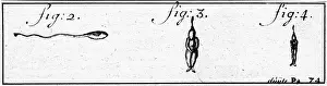 1677: Antoni van Leeuwenhoek