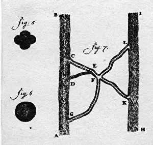 Leeuwenhoek: Antoni van Leeuwenhoek