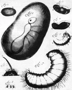 Leeuwenhoek: Antoni van Leeuwenhoek