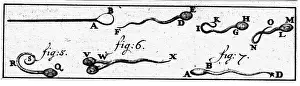 1677: Antoni van Leeuwenhoek