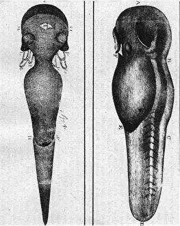 Gills: Antoni van Leeuwenhoek