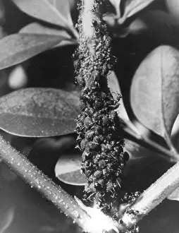 Ants: ANTS & BLACK FLY
