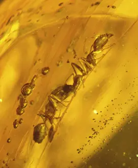 Formicidae: Ants in Dominican amber