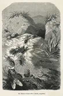 Ants: ANTS RETURNING TO NEST