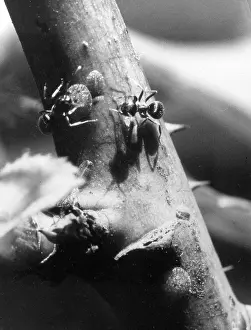 Ants: ANTS & ROSE SCALE INSECT