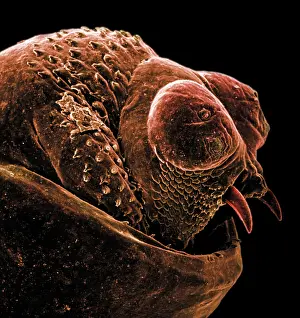 Musem: The anus of a bot fly