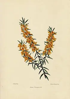 Drummondii: Aotus drummondii, yellow and crimson flowered