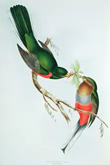 Trogon: Apaloderma narina, Narina's trogon