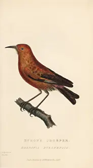 Creeper: Apapane or Hawaiian honeycreeper, Himatione sanguinea