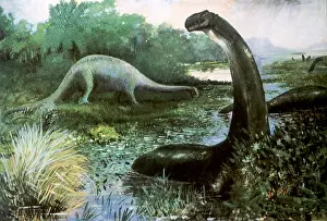 Brontosaurus: Apatosaurus