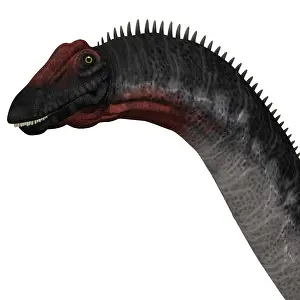 Brontosaurus: Apatosaurus dinosaur