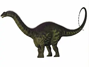 Brontosaurus: Apatosaurus dinosaur