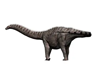 Brontosaurus: Apatosaurus dinosaur