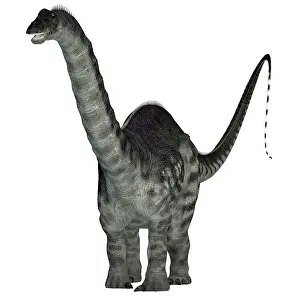 Brontosaurus: Apatosaurus dinosaur, front view