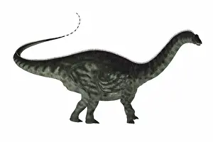 Brontosaurus: Apatosaurus dinosaur, side view on white background
