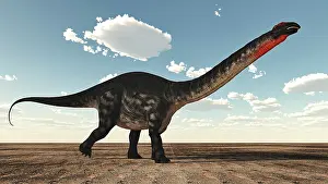 Massive: Apatosaurus dinosaur walking in the desert