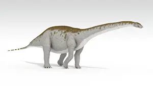 Brontosaurus: Apatosaurus dinosaur, white background