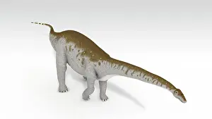 Brontosaurus: Apatosaurus dinosaur, white background