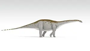 Brontosaurus: Apatosaurus dinosaur, white background