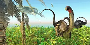 Brontosaurus: Two Apatosaurus dinosaurs in a lush Cretaceous jungle