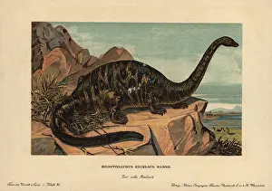 Apatosaurus: Apatosaurus excelsus, extinct genus of sauropod