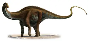 Brontosaurus: Apatosaurus excelsus, a prehistoric era dinosaur