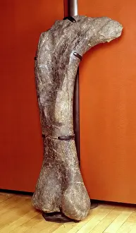 Thigh: Apatosaurus, previously known as Brontosaurus
