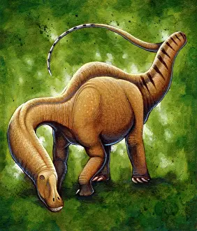 Brontosaurus: Apatosaurus, a sauropod dinosaur that lived during the ?