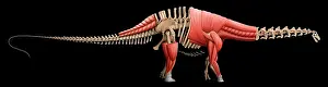 Muscular: Apatosaurus skeleton and muscles