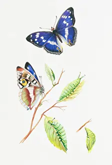 Apatura: Apatura iris, purple emperor