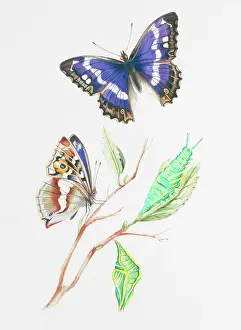 Pupa: Apatura iris, purple emperor