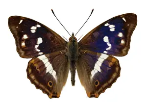 Stripey: Apatura iris, purple emperor