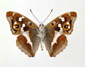Stripey: Apatura iris, purple emperor