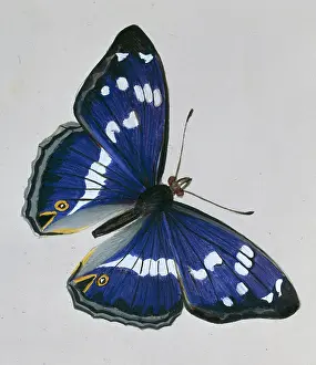 Footed: Apatura iris, purple emperor