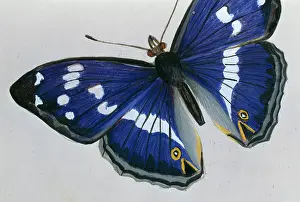 Footed: Apatura iris, purple emperor