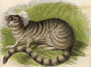 Marmoset: Ape - Marmoset - 1880s