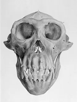 Sockets: APE'S SKULL/1849