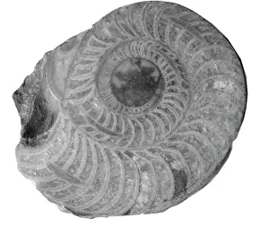 Aguirre: Aphelaeceras mutabile, nautiloid