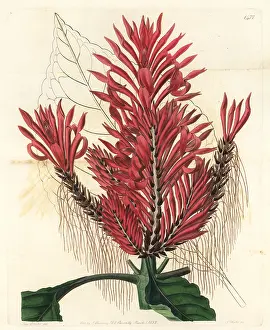Arborea: Aphelandra arborea