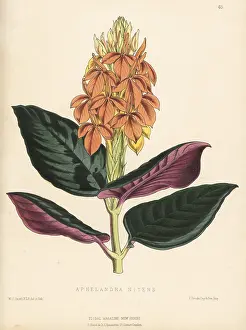 Guayaquil: Aphelandra aurantiaca var. nitens
