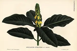 Lillustration: Aphelandra bahiensis