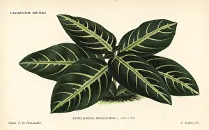 Macedo: Aphelandra macedoiana