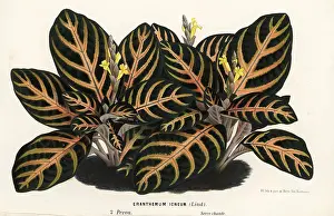 Maculata: Aphelandra maculata