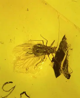 Palaeogene: Aphid in amber