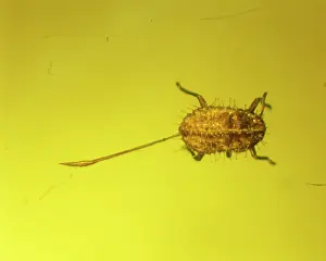 Palaeogene: Aphid in amber