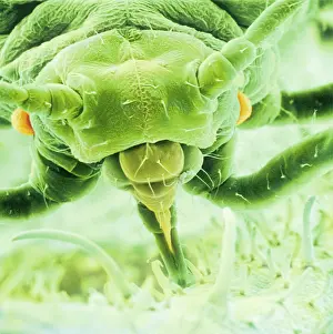 Greenfly: Aphis fabae, black bean aphid