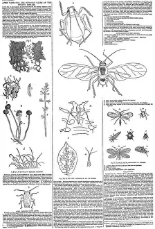 Aphis: Aphis Vastator, potato disease