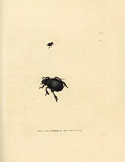 Scarabaeus: Aphodius arenarius beetle