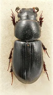 Beaulieu: Aphodius niger, Beaulieu dung beetle