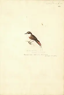 Filament: Aphrastura spinicauda, thorn-tailed rayadito